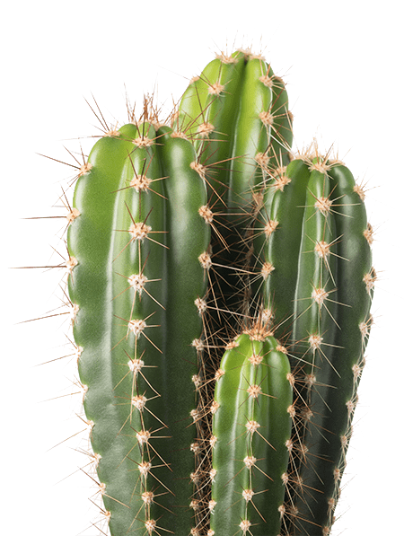 Cactus Sunnyval